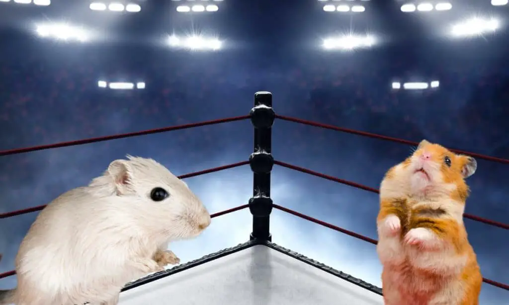 Hamsters vs Gerbils