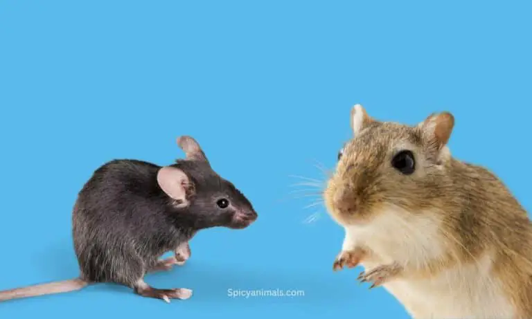 Gerbils vs mouse