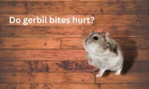 What Happens If A Gerbil Bites You