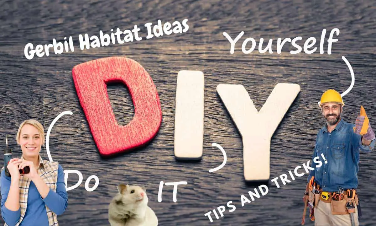 DIY Gerbil Habitat Ideas