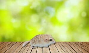 Characteristics of a Fat-Tailed Gerbil