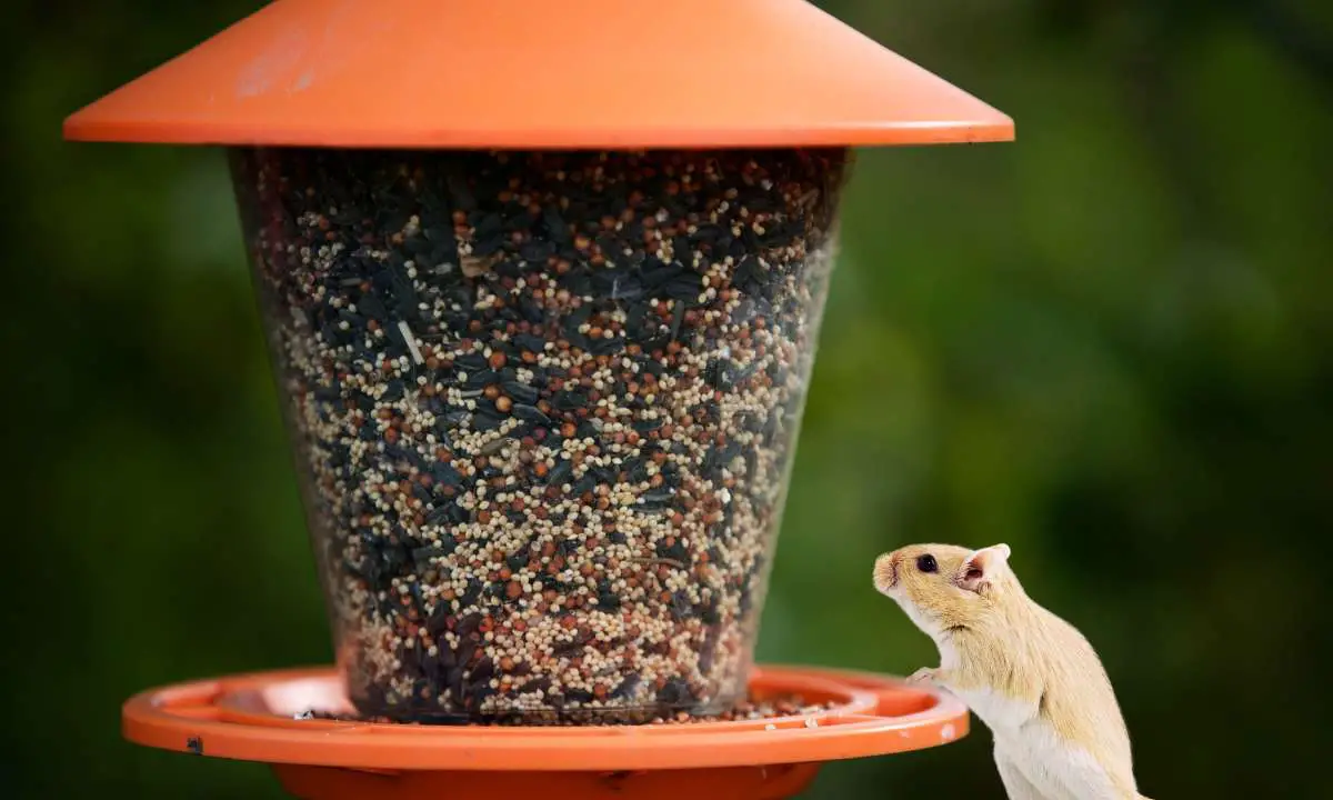 Can gerbils eat bird food
