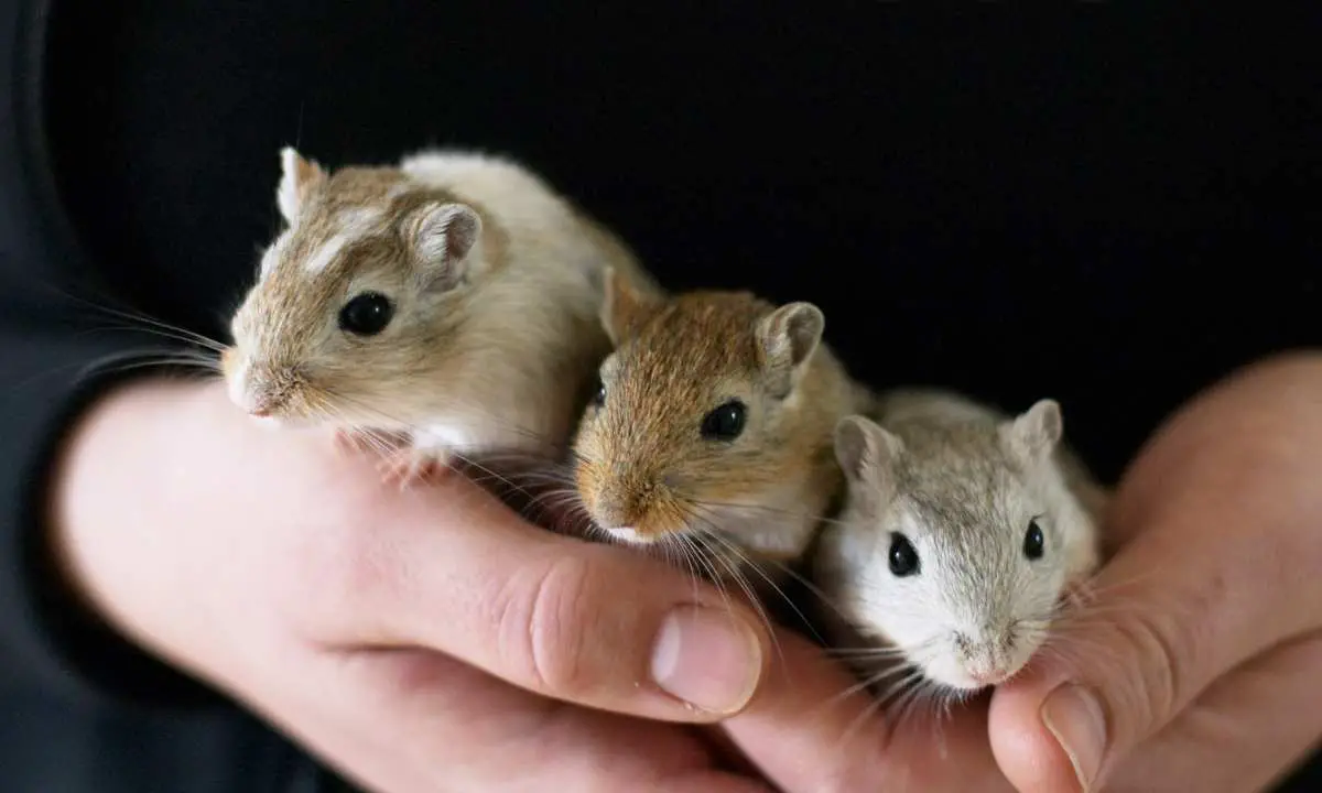 Information about gerbil breeding and genetics