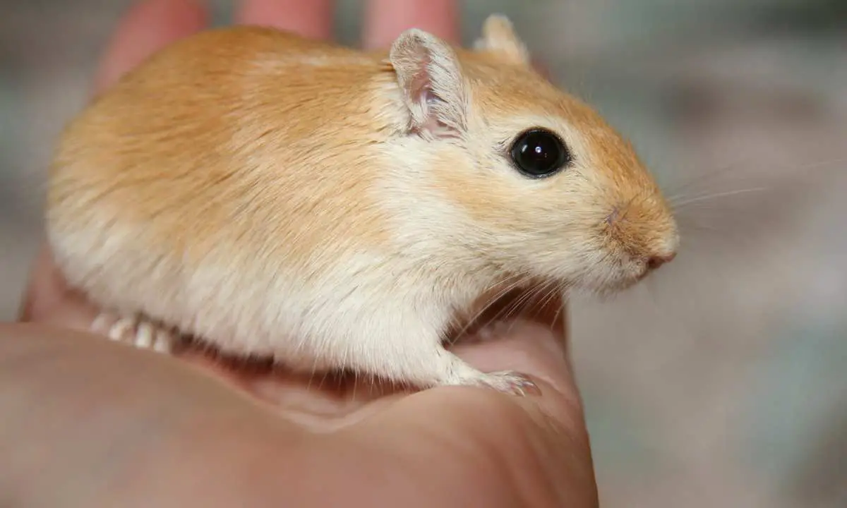 The Benefits of Owning Gerbils