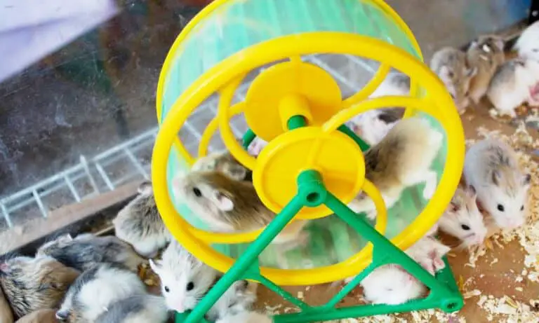 Must-Have Gerbil Toys