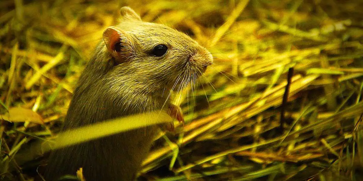 Can Gerbils Use Pine Bedding in Their Cage?