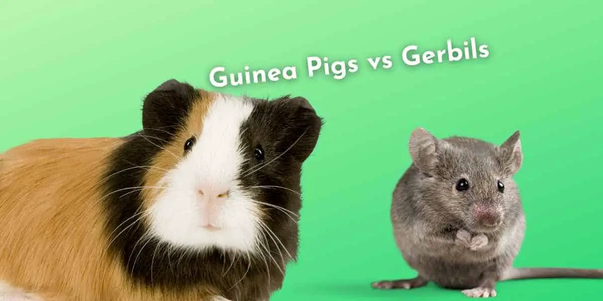 Guinea Pigs vs Gerbils