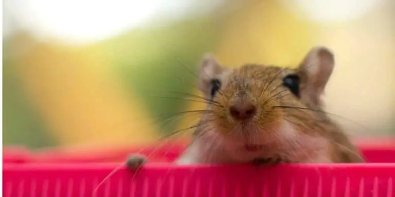 Facts About Gerbils