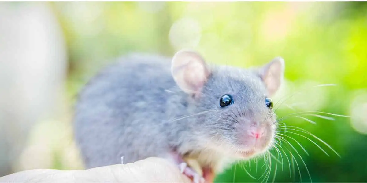 Best Rodents to Keep as A Pet