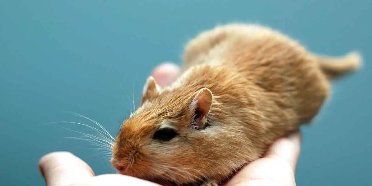 The Ultimate Guide to Gerbil Care