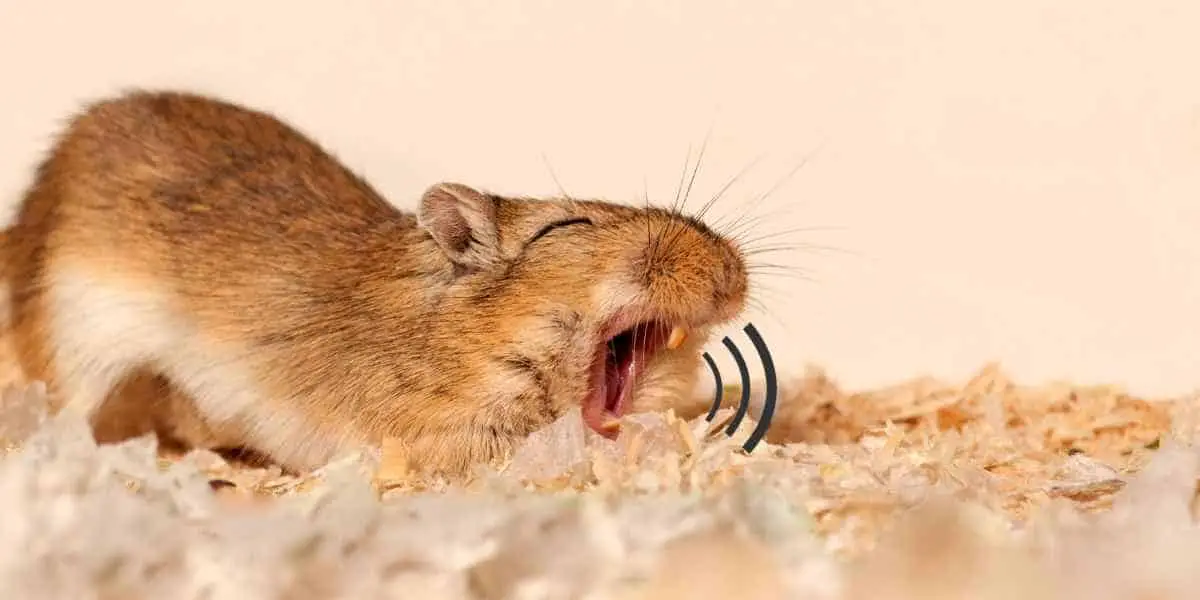 What Do Gerbil Sounds Mean
