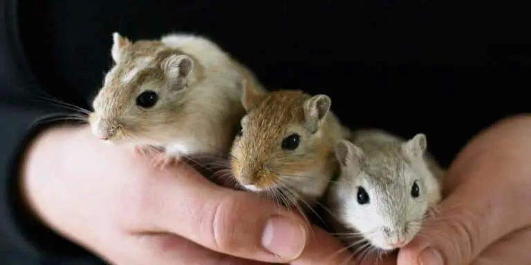 When Can Baby Gerbils Leave Their Mother