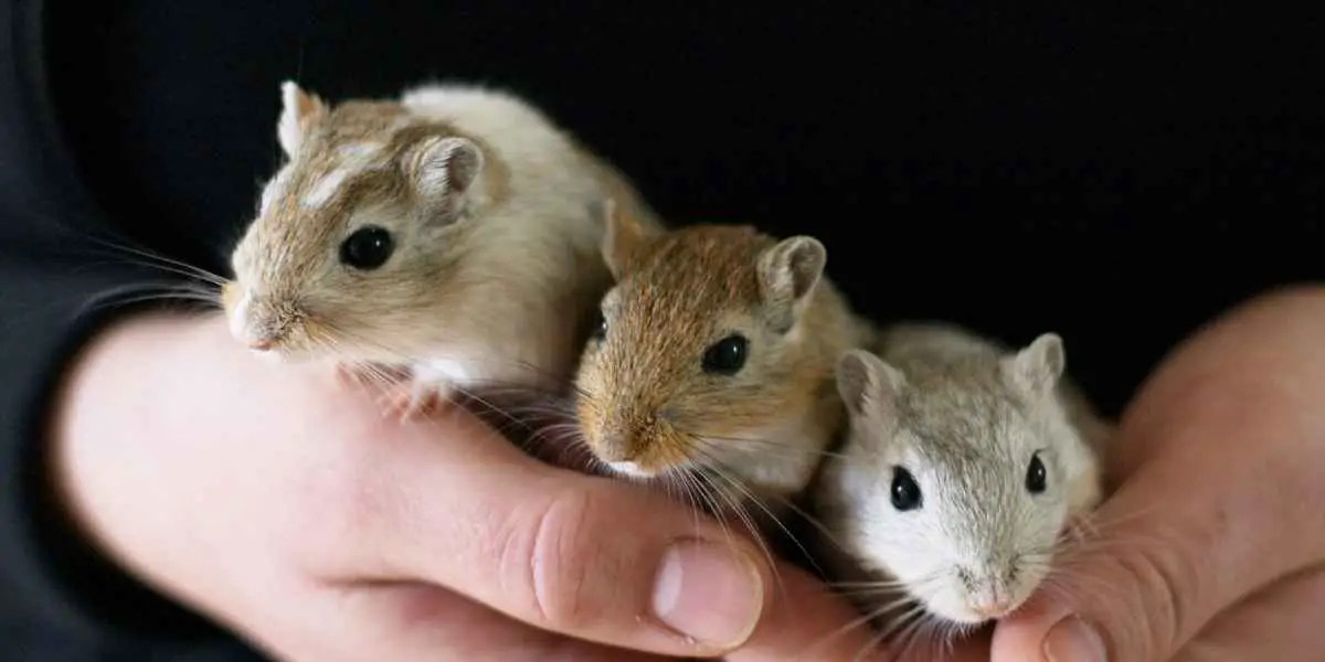 When Can Baby Gerbils Leave Their Mother