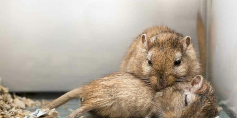 How To Tell If Gerbils Are Fighting Or Playing A Guide 2026