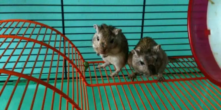 How to Stop Gerbils Smelling