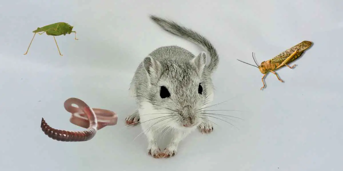 What Type of Insects Do Gerbils Eat?